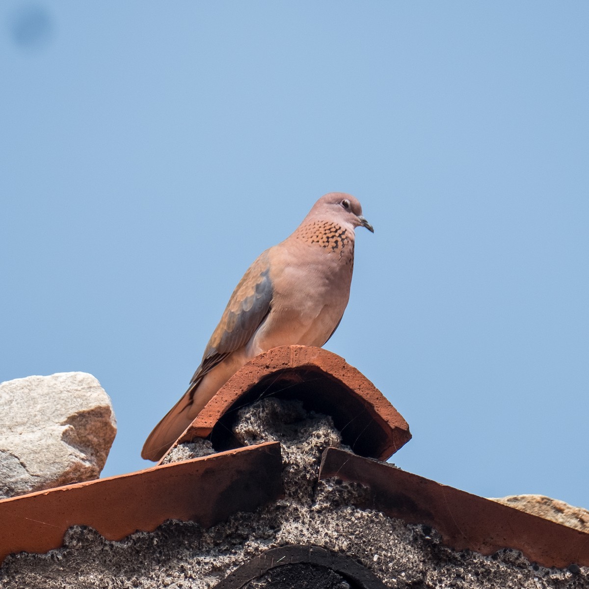 Laughing Dove - ML619444660