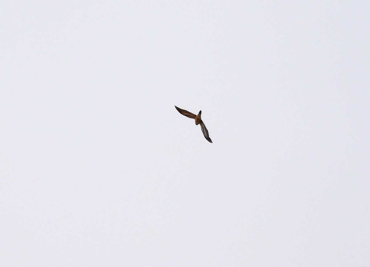 Common Cuckoo - ML619444687