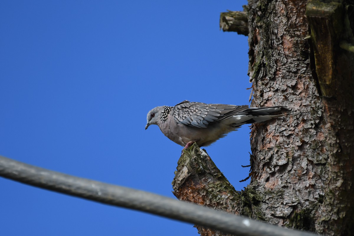 Spotted Dove - ML619444741