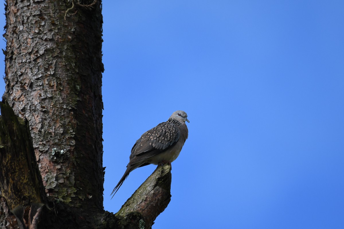 Spotted Dove - ML619444754