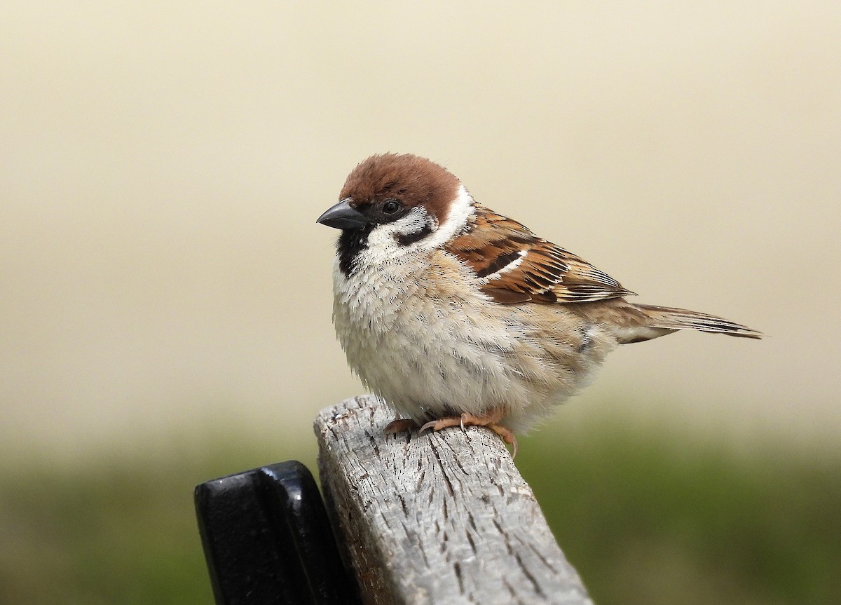 Eurasian Tree Sparrow - ML619444806