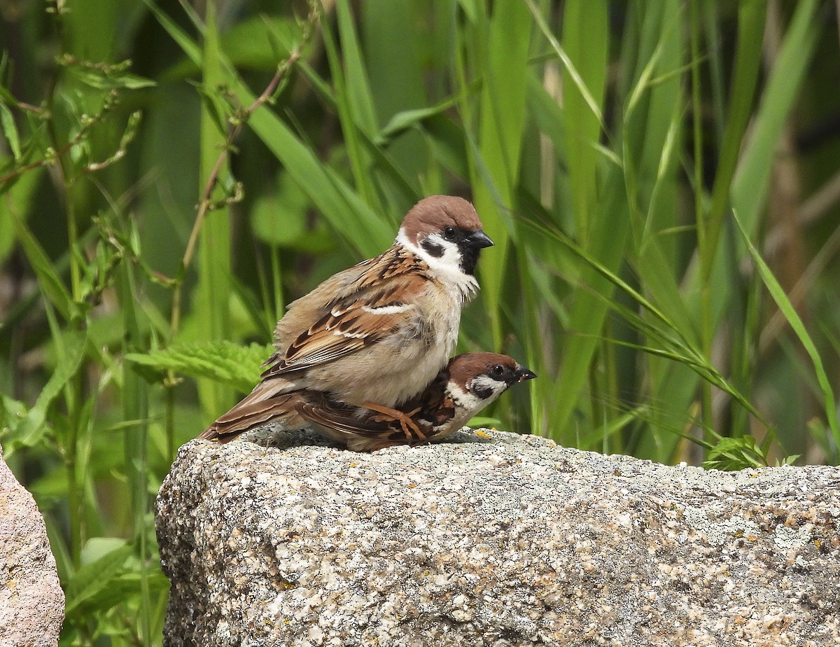 Eurasian Tree Sparrow - ML619444824