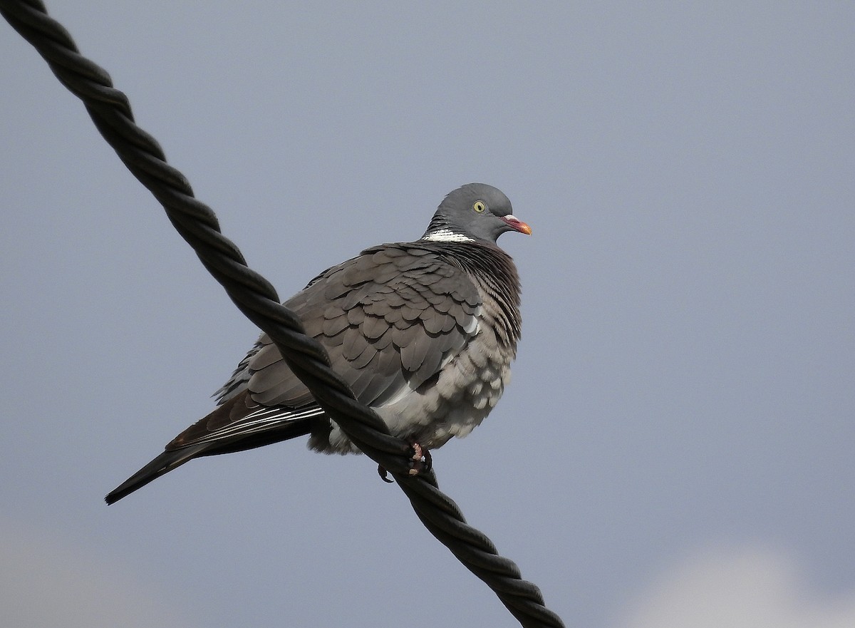 Common Wood-Pigeon - ML619444851