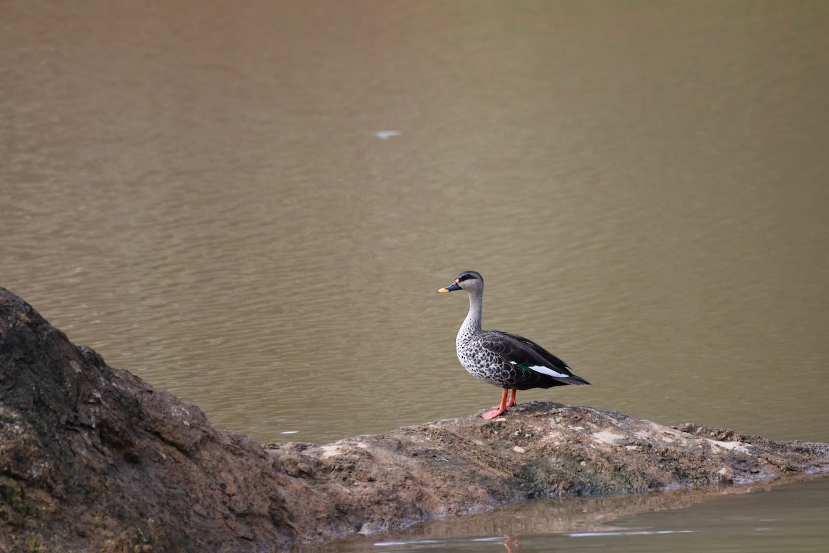 Indian Spot-billed Duck - ML619444859