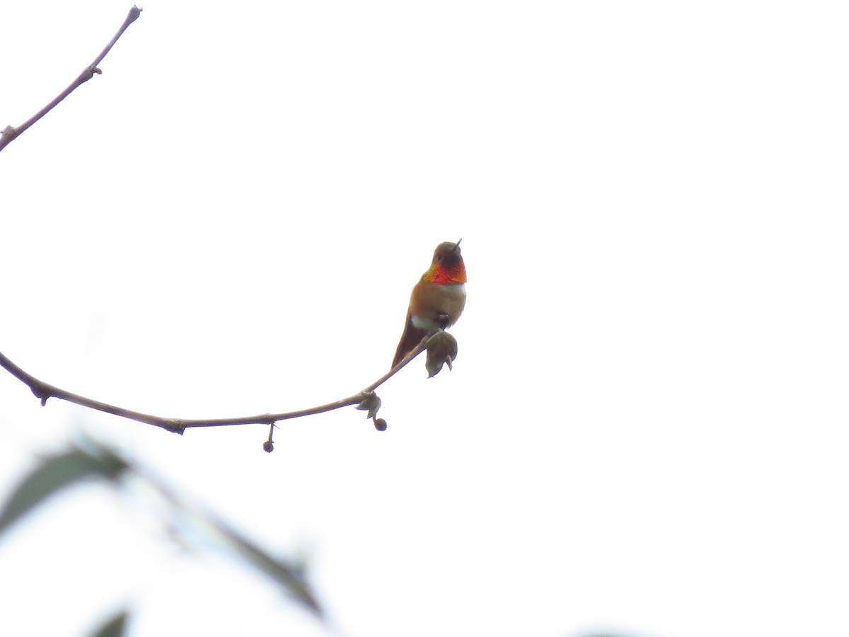 Allen's Hummingbird - ML619444861