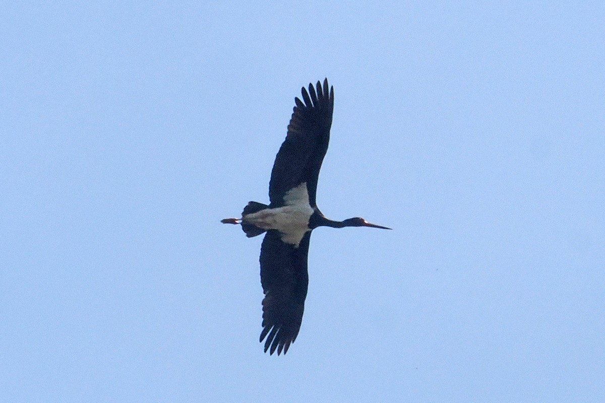 Black Stork - ML619444864