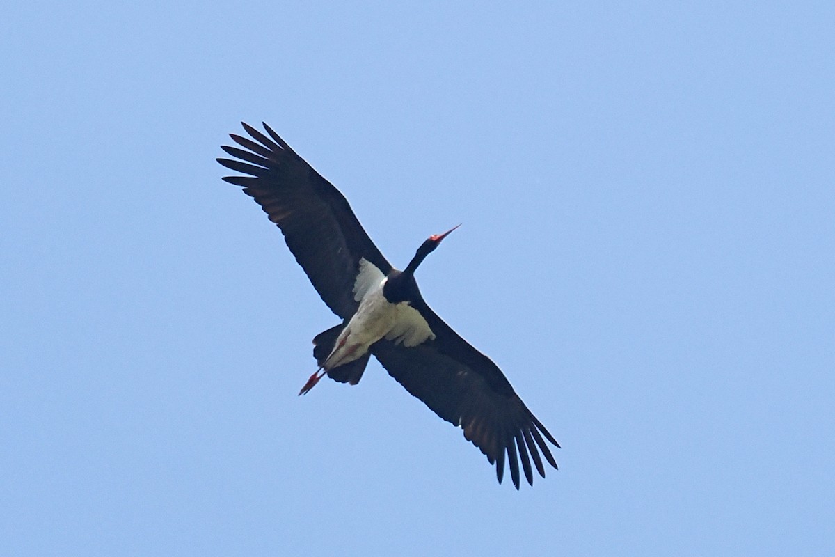 Black Stork - ML619444882