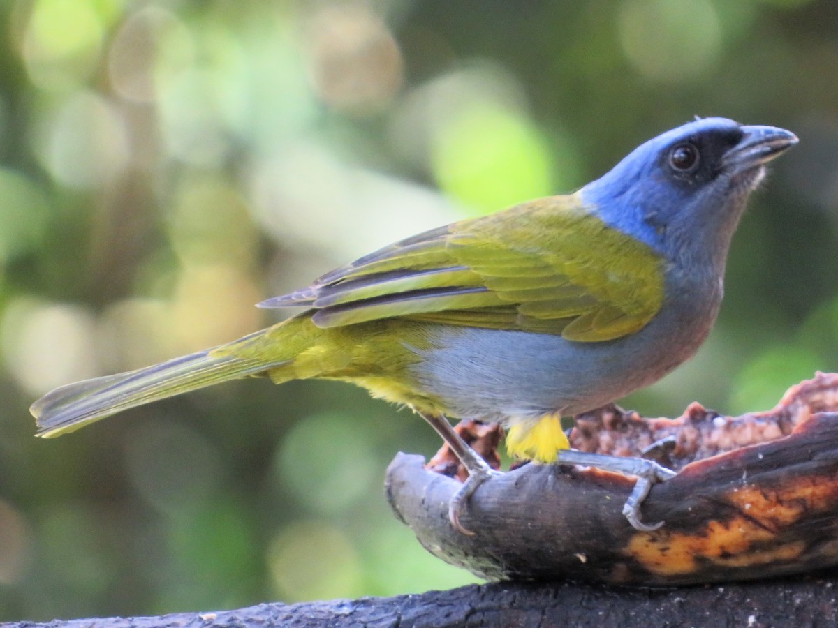 Blue-capped Tanager - ML619444899