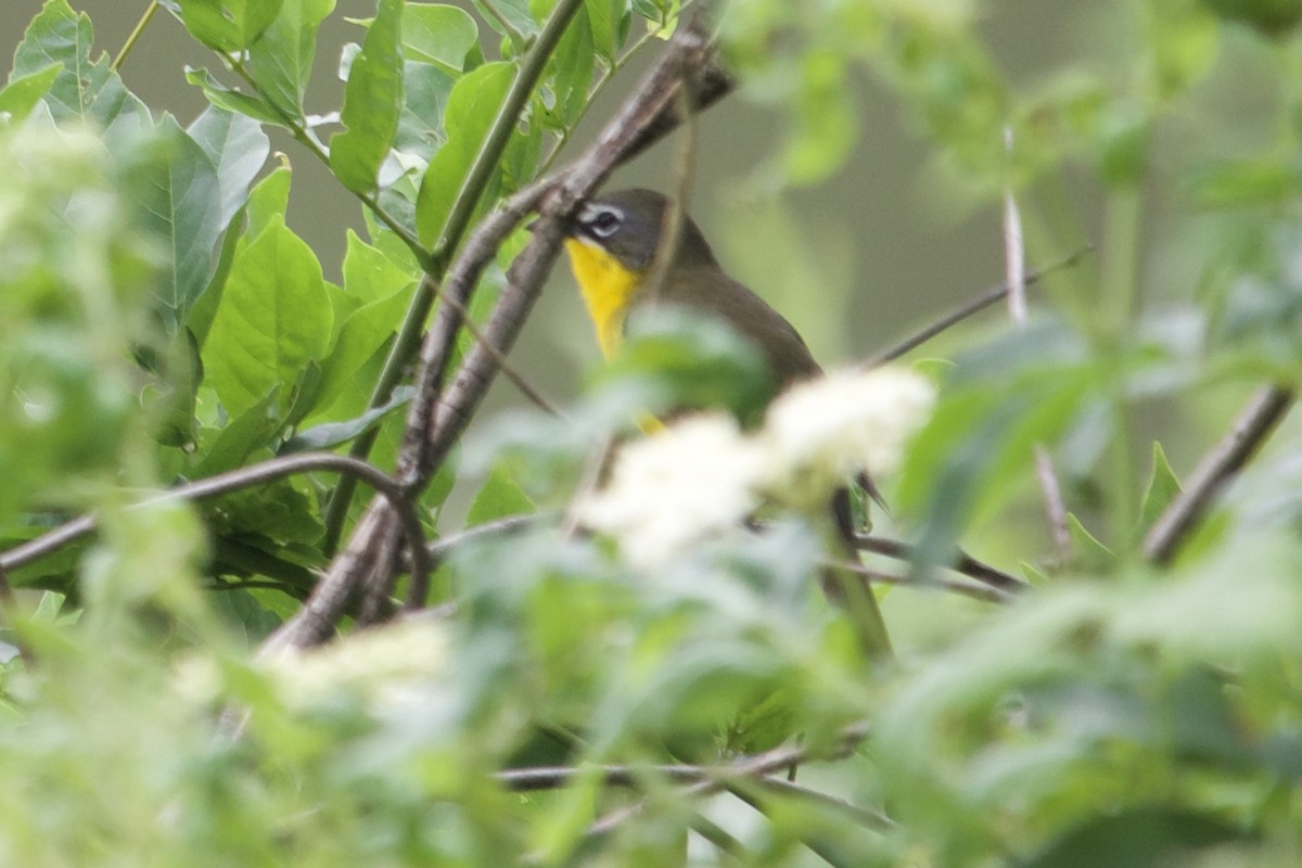 Yellow-breasted Chat - ML619444907