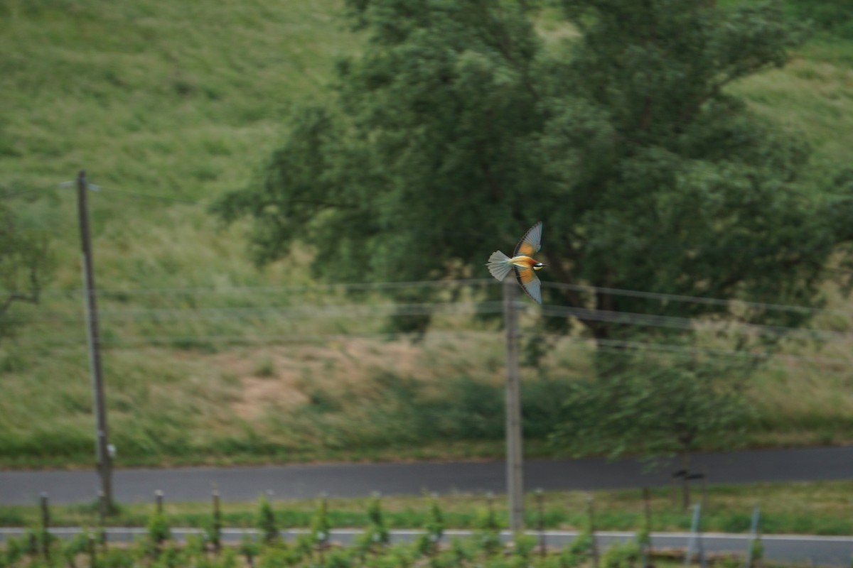 European Bee-eater - ML619444925