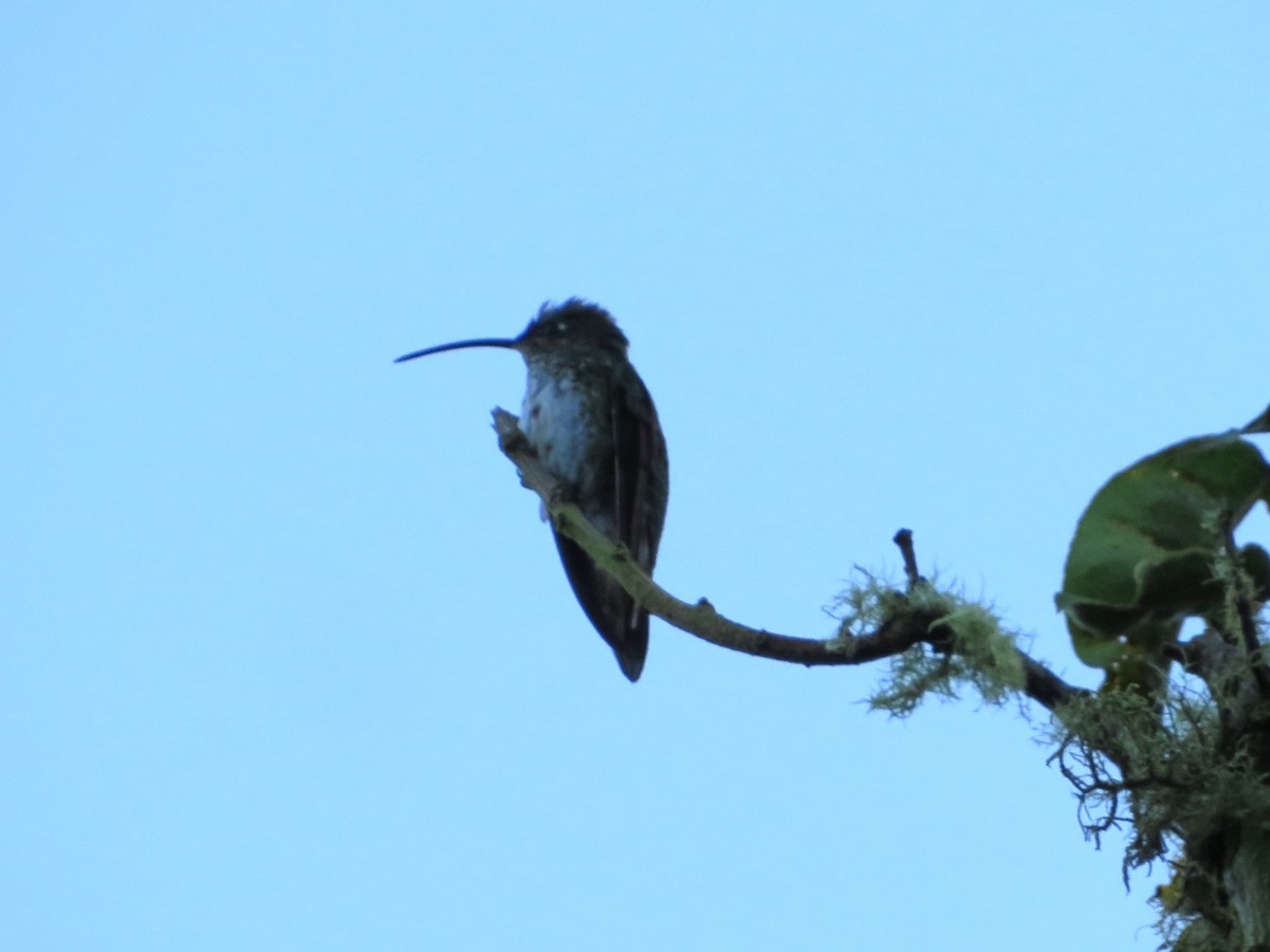 kolibřík aksamitový - ML619444929