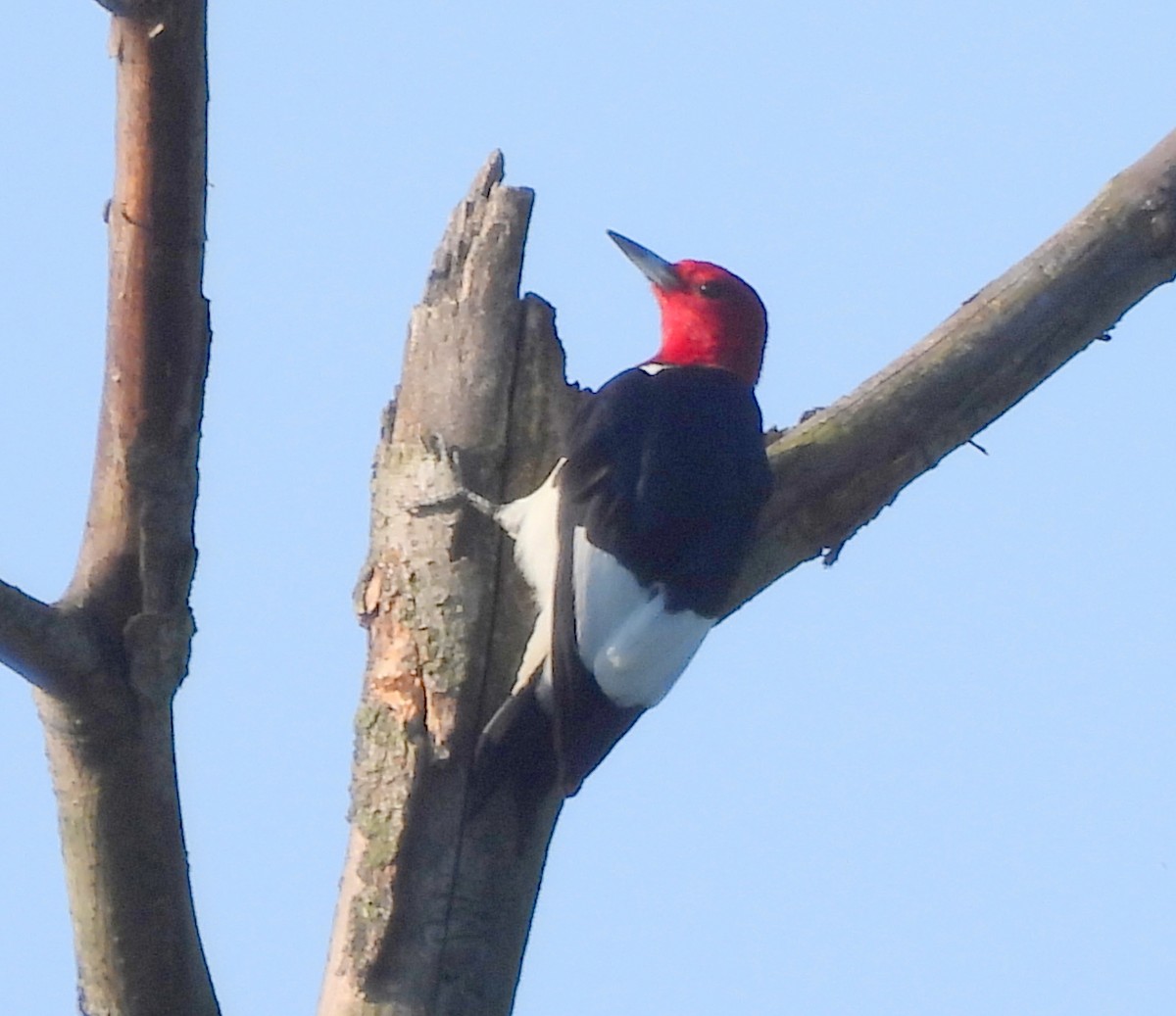 Red-headed Woodpecker - ML619444939