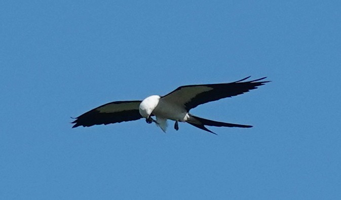 Swallow-tailed Kite - ML619444946