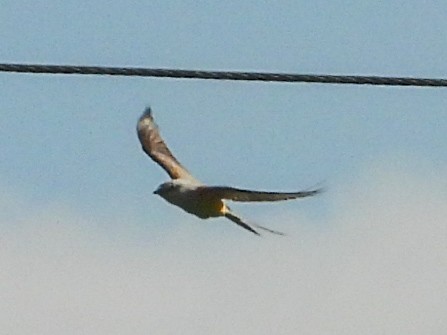Scissor-tailed Flycatcher - ML619444967
