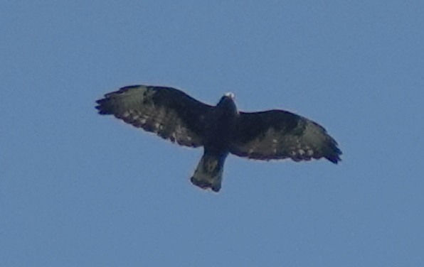 Short-tailed Hawk - ML619444990