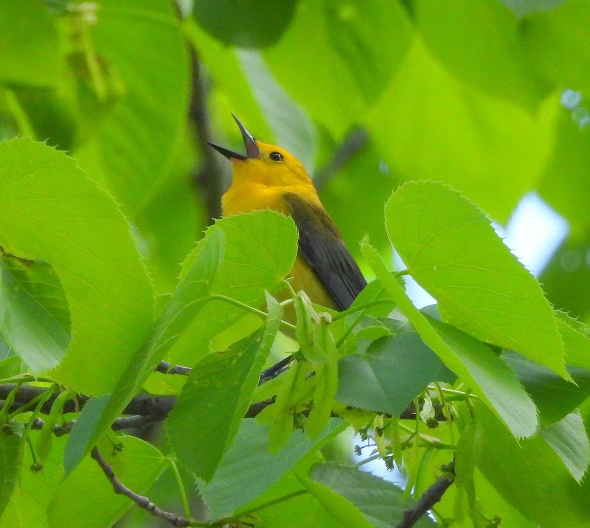 Prothonotary Warbler - ML619445008