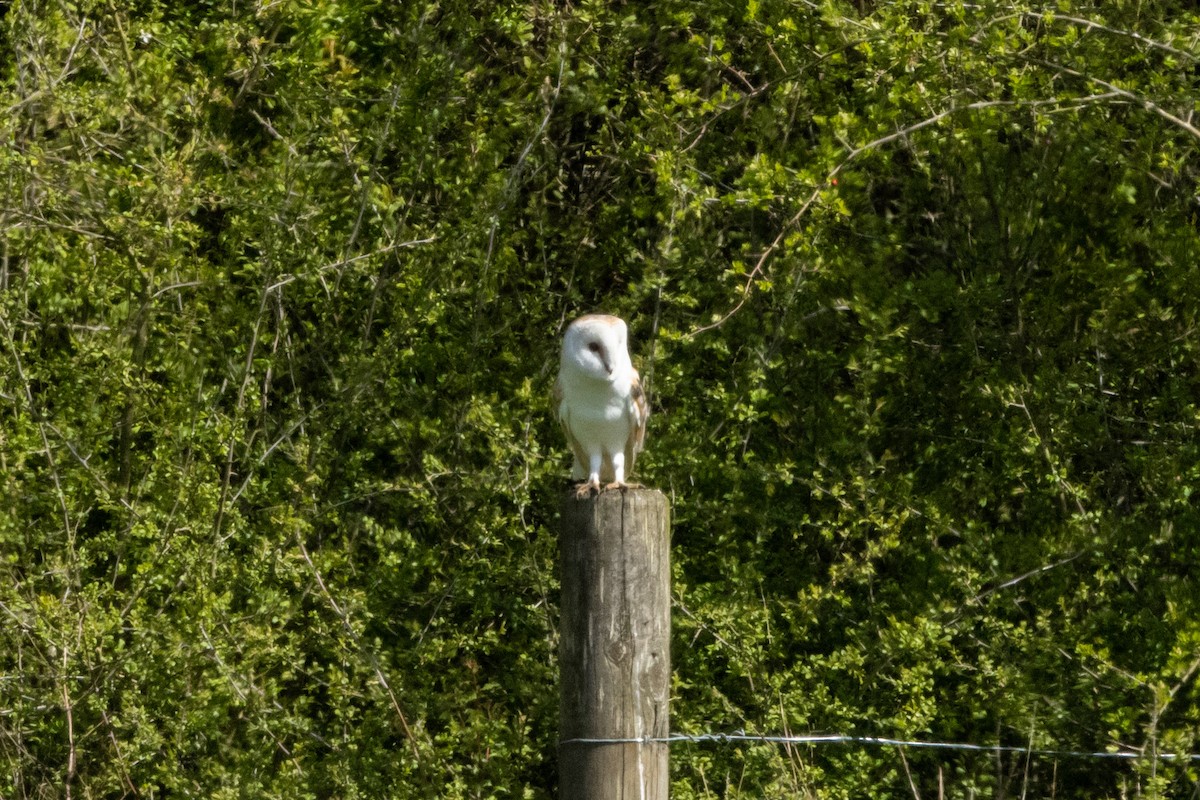 Barn Owl - ML619445085