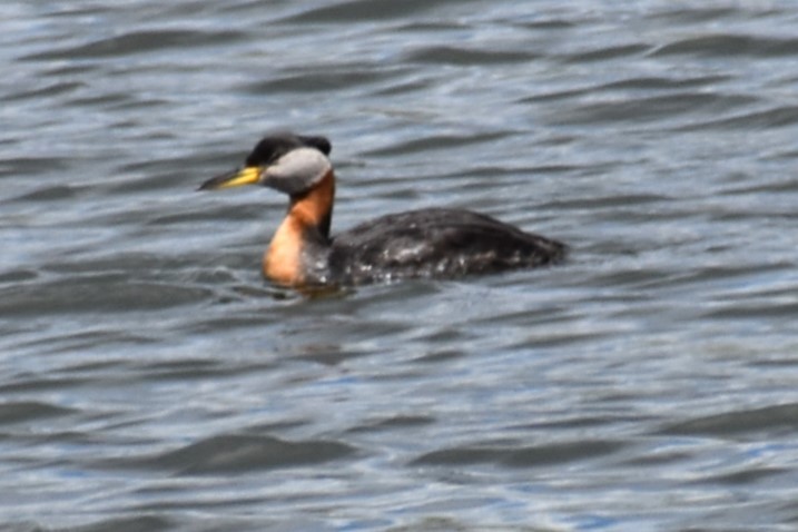 Red-necked Grebe - ML619445244