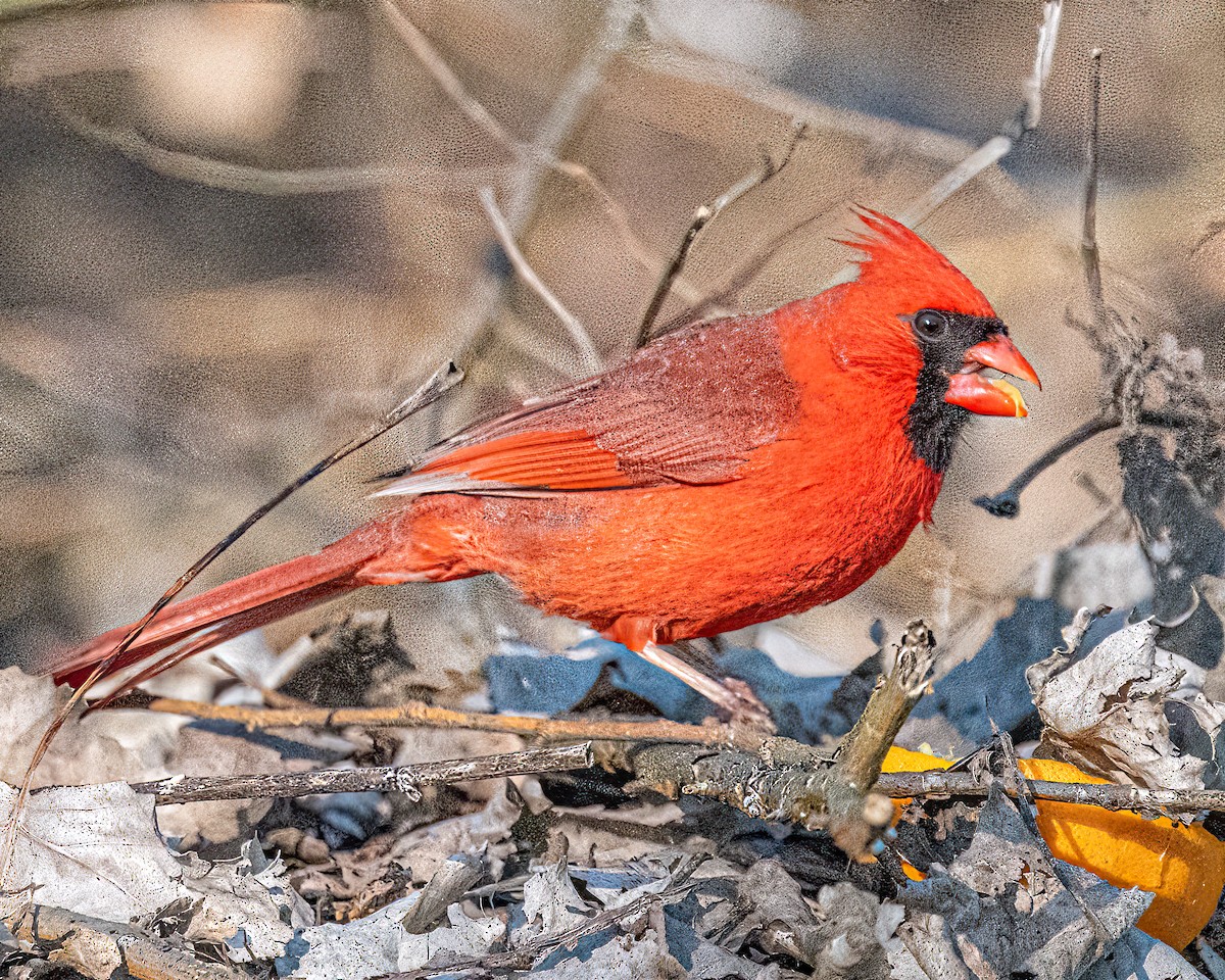 Cardinal rouge - ML619445249