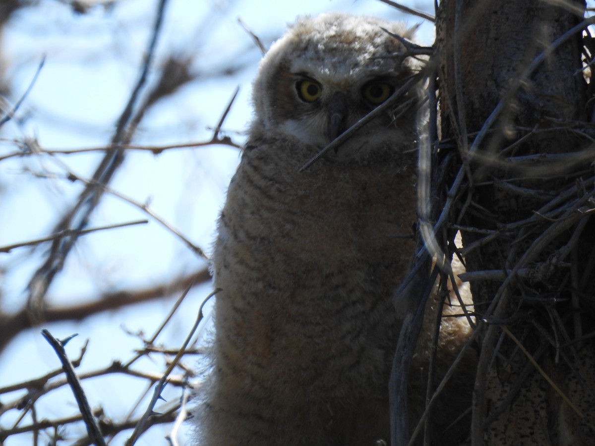 Great Horned Owl - ML619445250