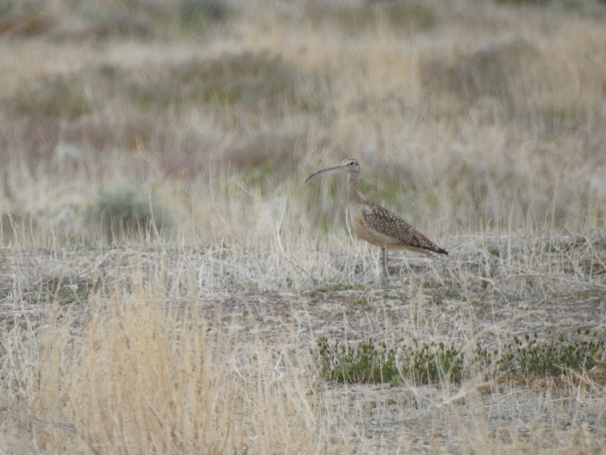 Long-billed Curlew - ML619445288