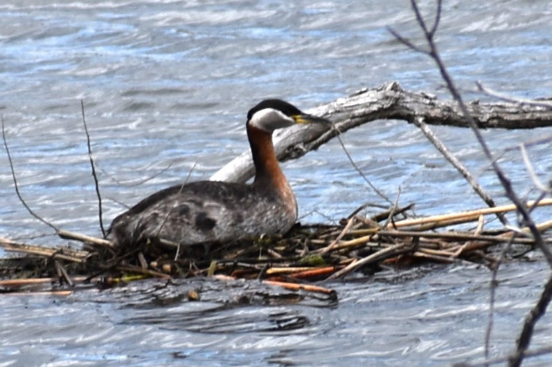 Red-necked Grebe - ML619445343