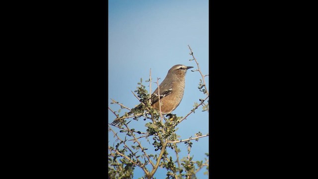 Patagonian Mockingbird - ML619445381