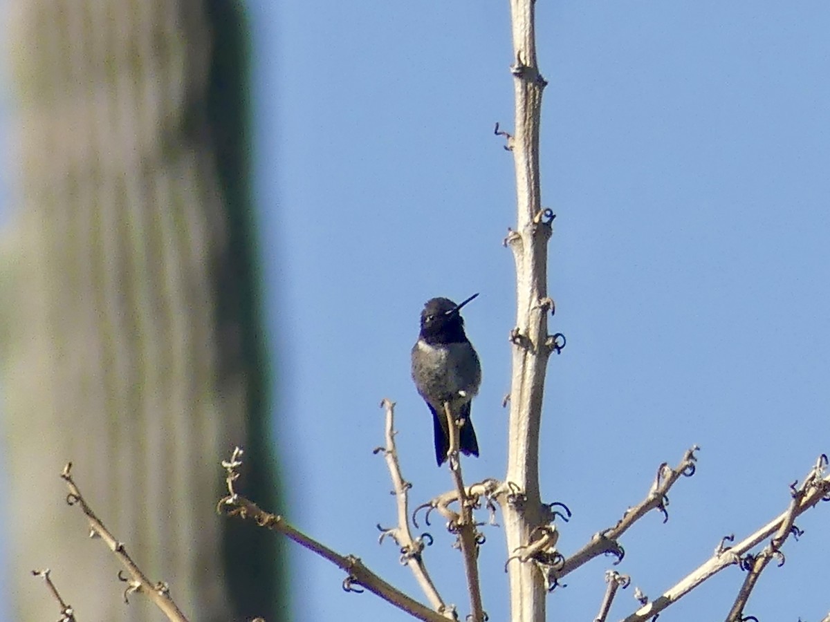 Black-chinned Hummingbird - ML619445382