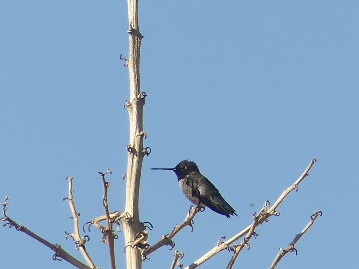Black-chinned Hummingbird - ML619445383