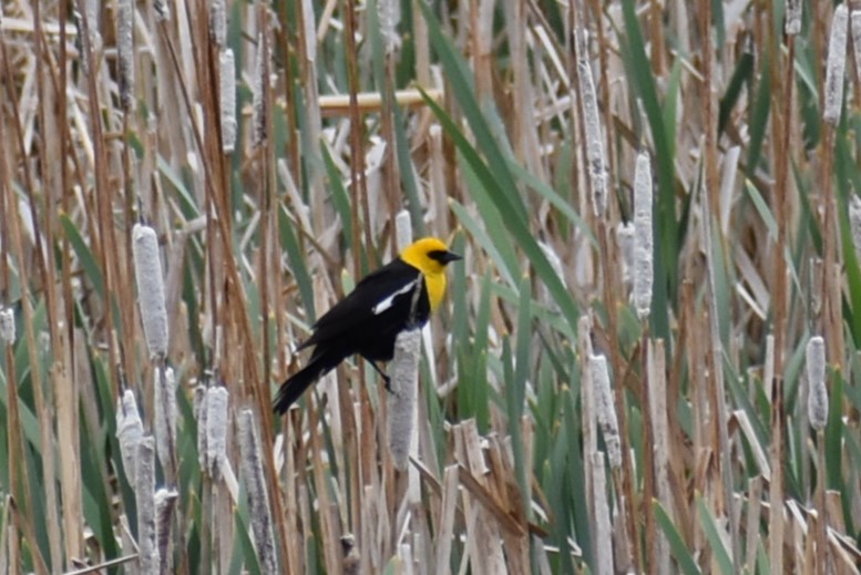 Yellow-headed Blackbird - ML619445420