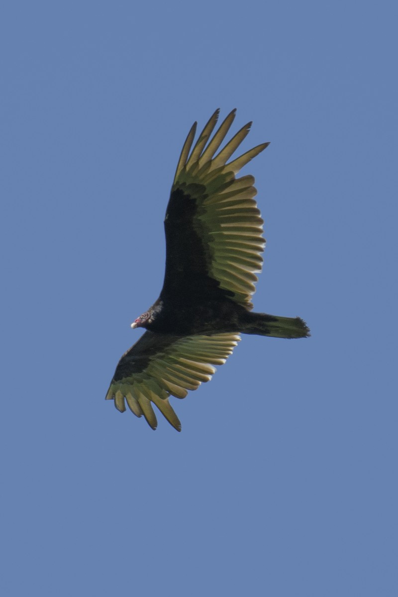 Turkey Vulture - ML619445424