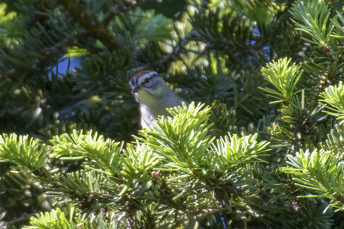 Chipping Sparrow - ML619445431