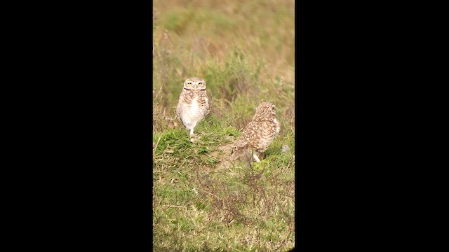 Burrowing Owl - ML619445441