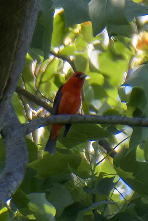 Scarlet Tanager - ML619445444