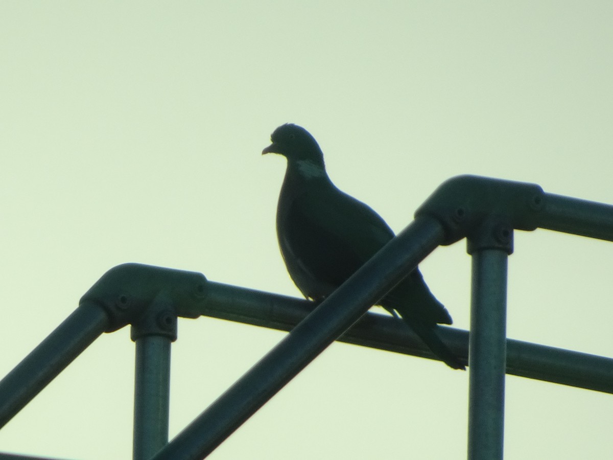 Common Wood-Pigeon - ML619445452