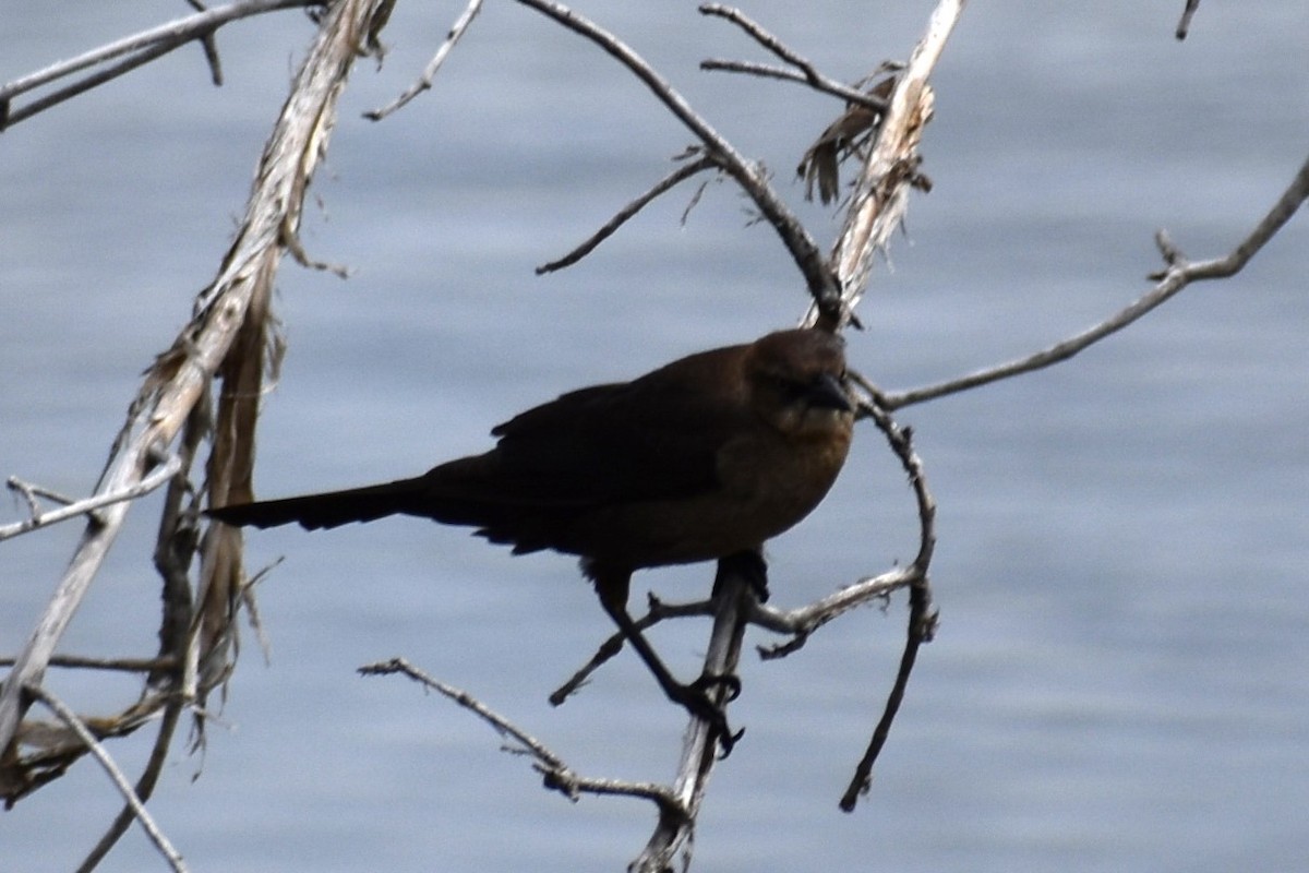 Great-tailed Grackle - ML619445487