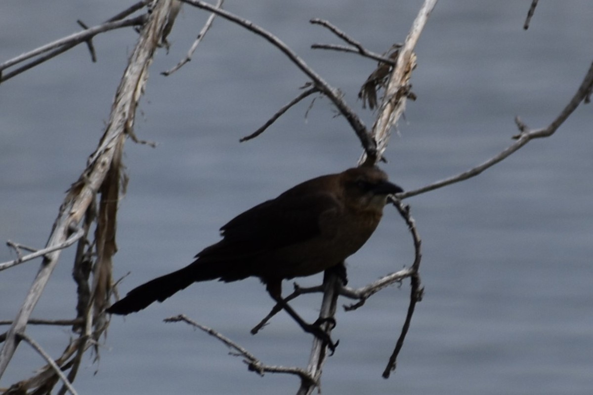 Great-tailed Grackle - ML619445496