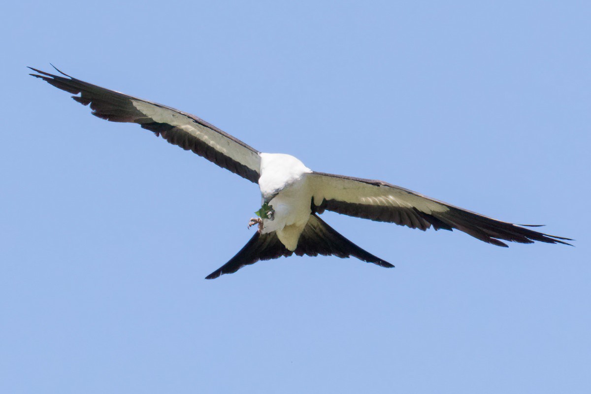 Swallow-tailed Kite - ML619445528