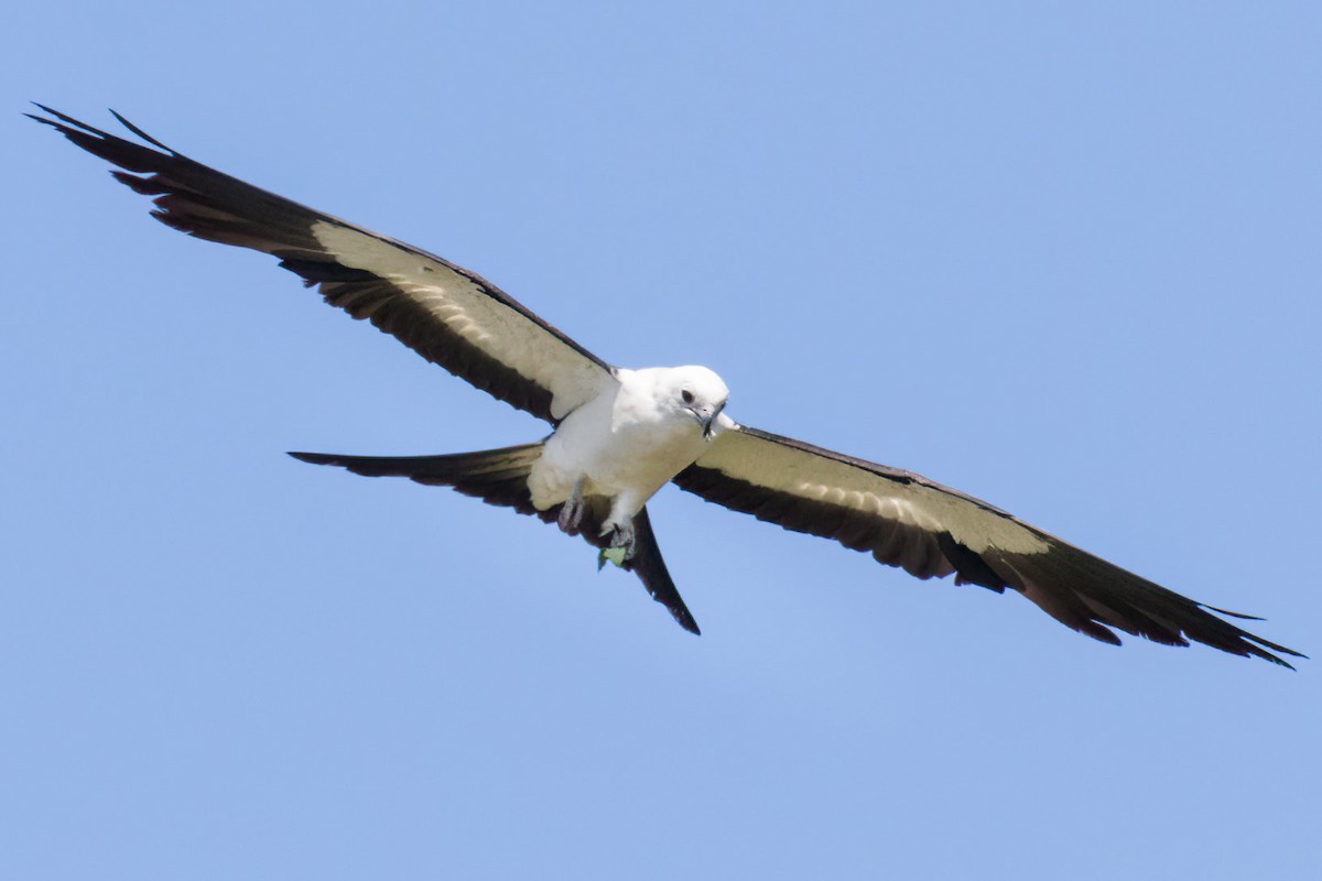 Swallow-tailed Kite - ML619445529