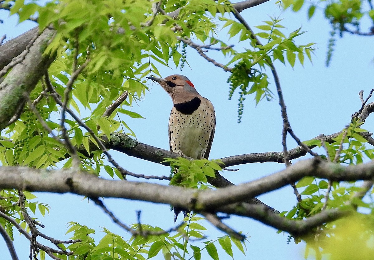 Northern Flicker (Yellow-shafted) - ML619445574