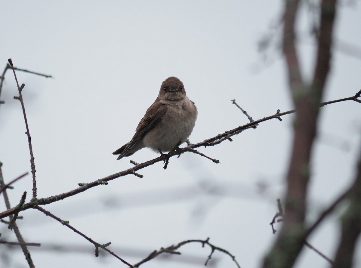 Northern Rough-winged Swallow - ML619445650