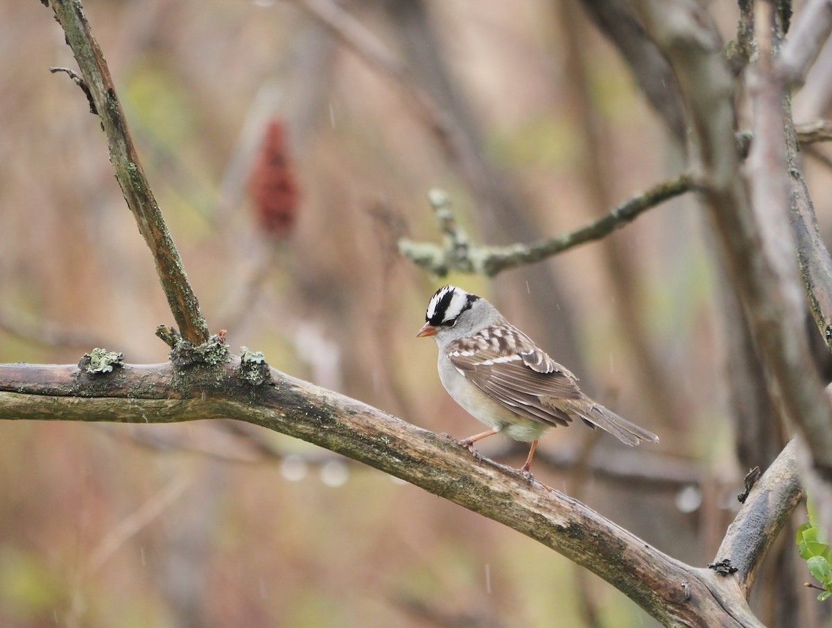 White-crowned Sparrow - ML619445672