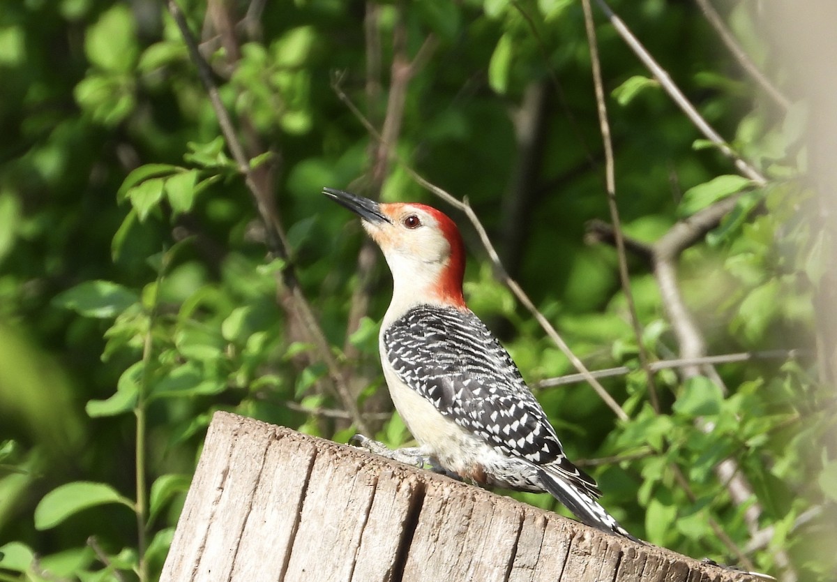 Red-bellied Woodpecker - ML619445676