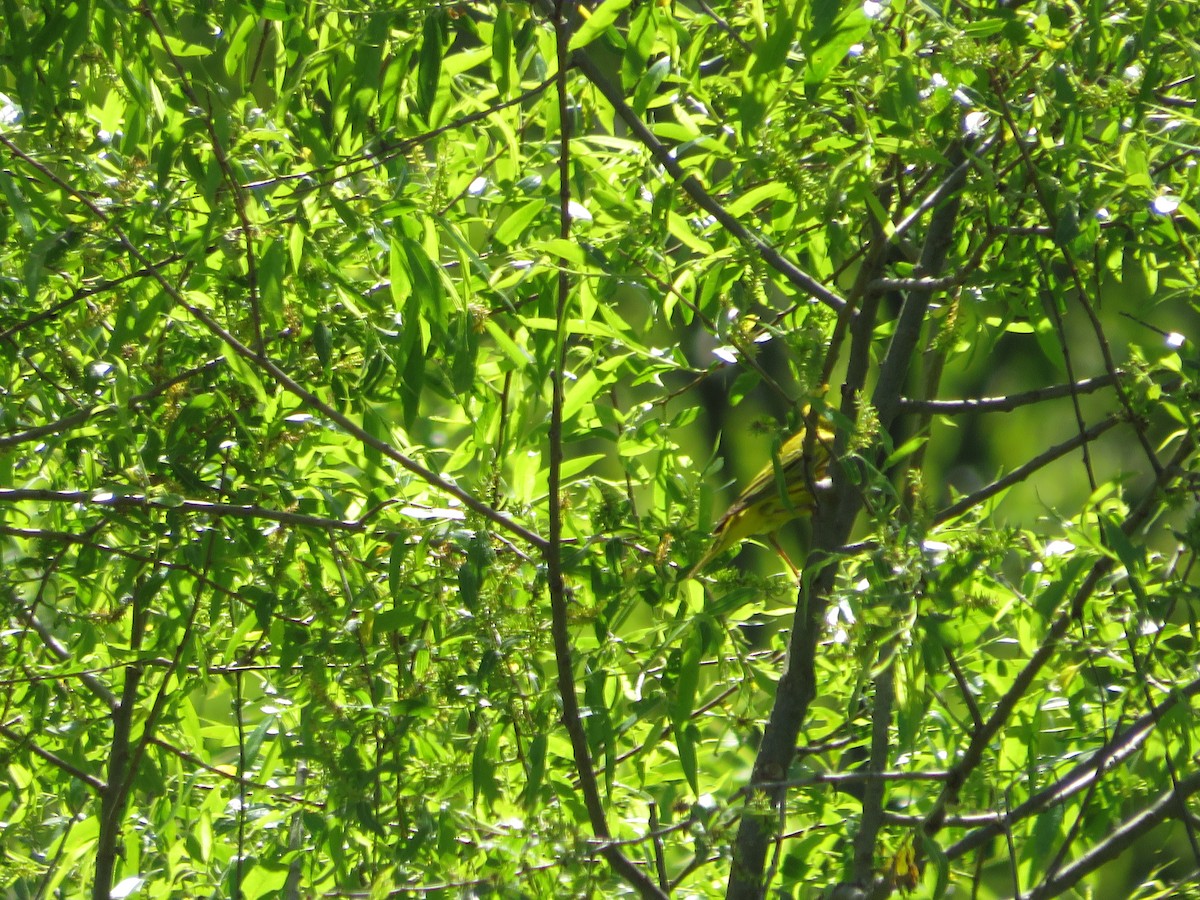 Yellow Warbler - ML619445706