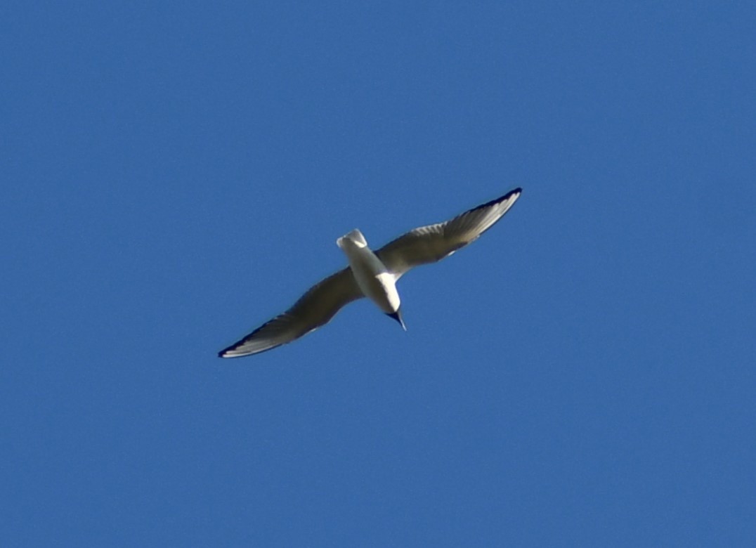Бонапартова чайка - ML619445712