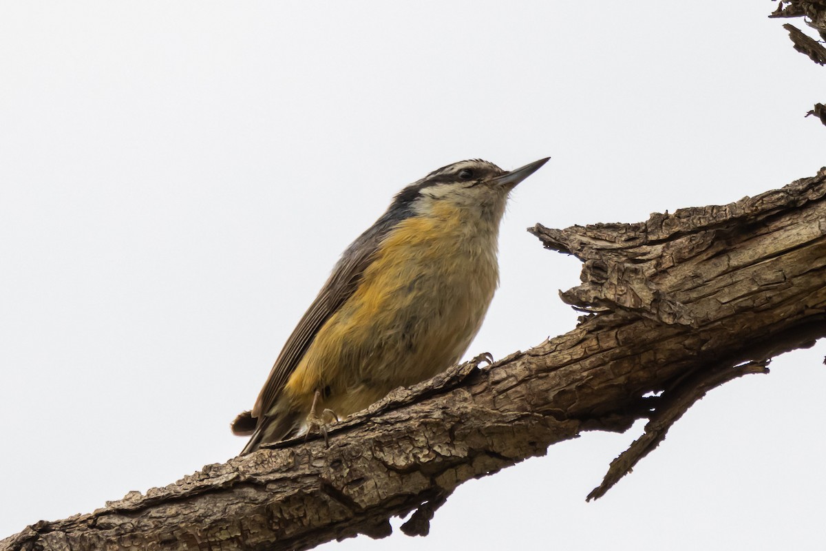 Red-breasted Nuthatch - ML619445751