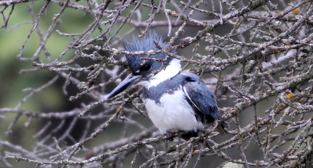 Belted Kingfisher - ML619445763