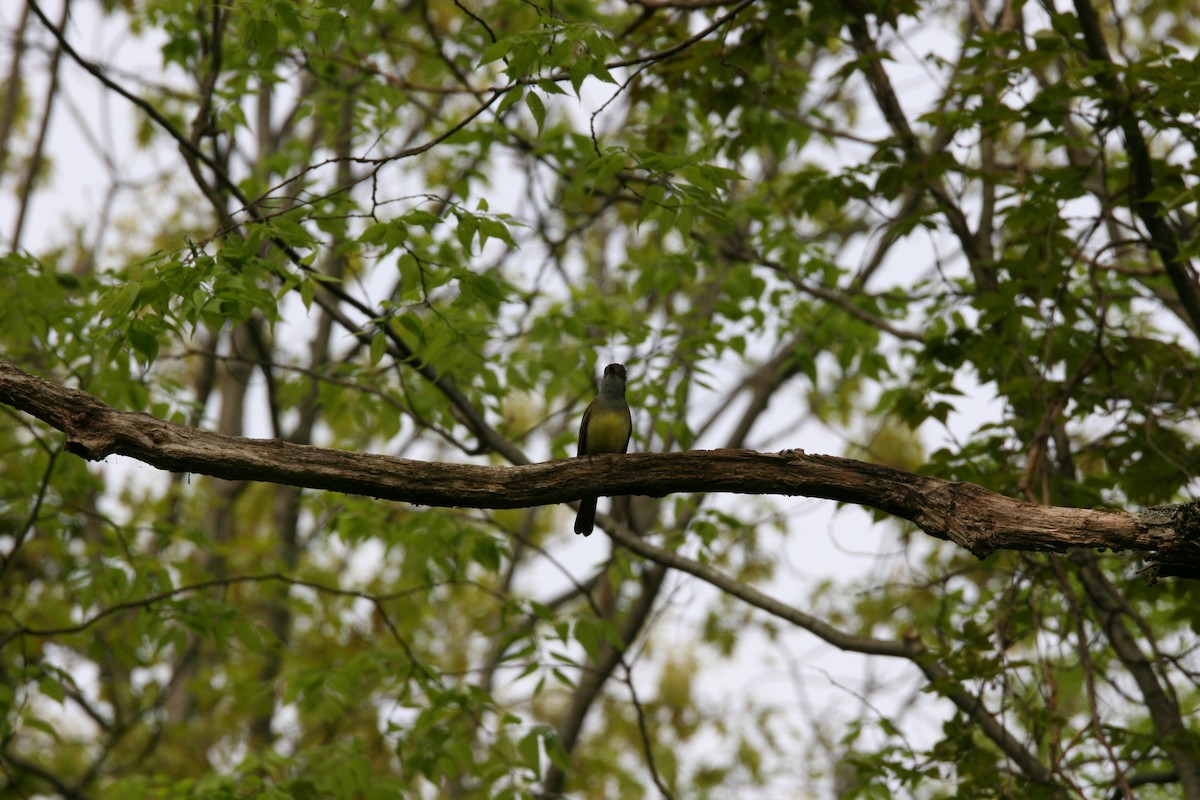 Great Crested Flycatcher - ML619445770