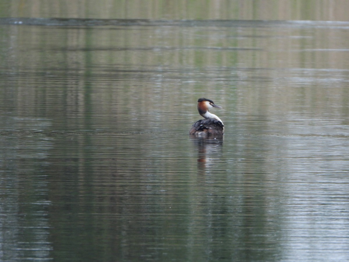 Great Crested Grebe - ML619445786