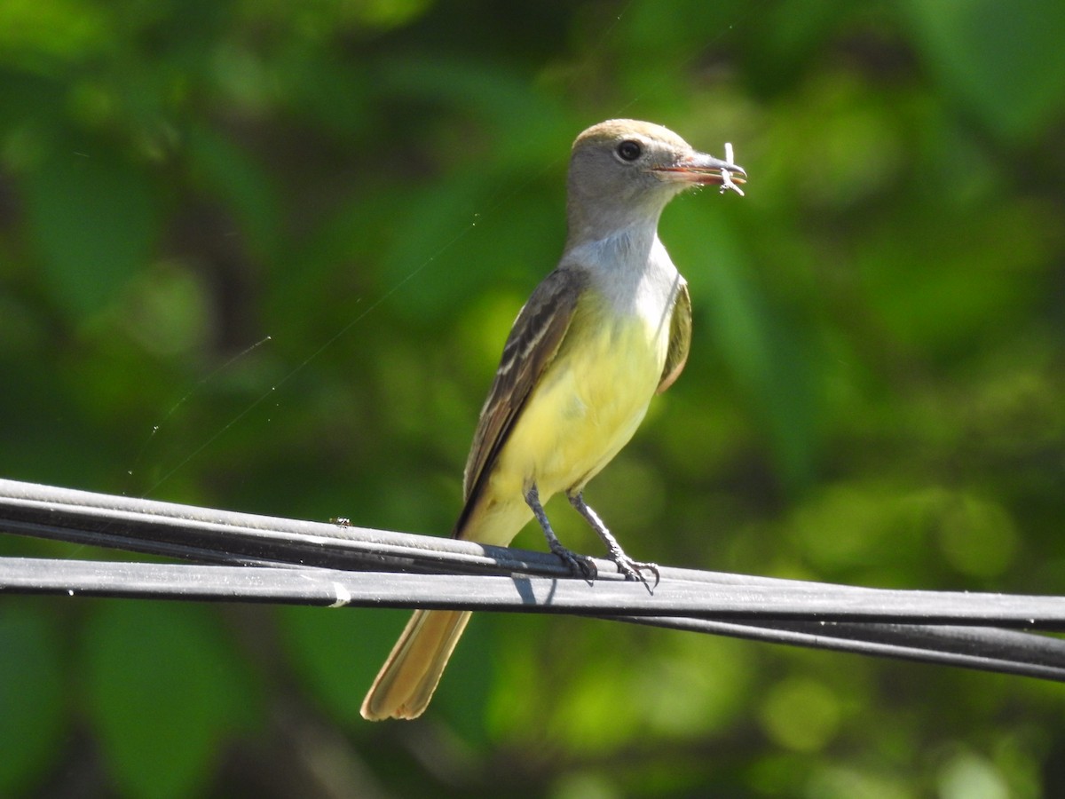Great Crested Flycatcher - ML619445795
